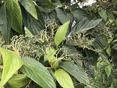 Cornus macrophylla