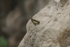 Polyura athamas