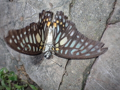 Graphium chironides