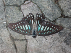 Graphium chironides