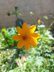 Cosmos sulphureus