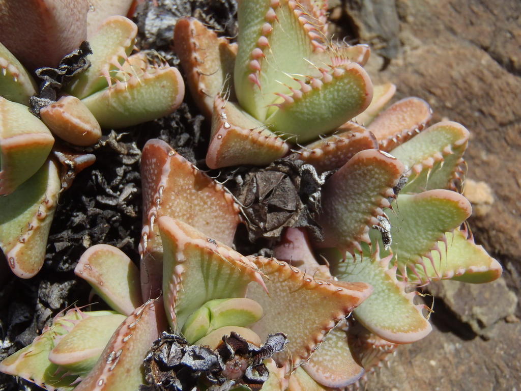 Faucaria tigrina (Haw.) Schwantes
