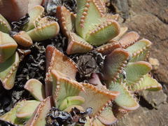 Faucaria tigrina