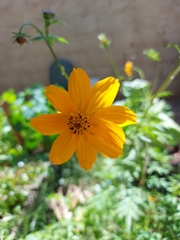 Cosmos sulphureus