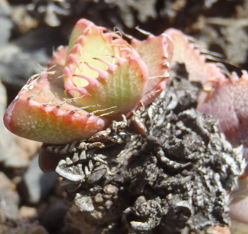 Mesembryanthemum tigrinum Haw. 2
