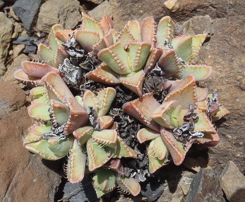 Mesembryanthemum tigrinum Haw. 3