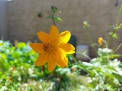 Cosmos sulphureus