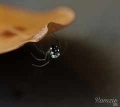 Leucauge argentina