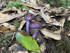 Cortinarius salor