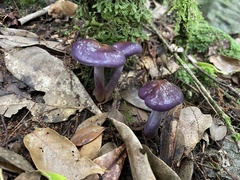 Cortinarius salor