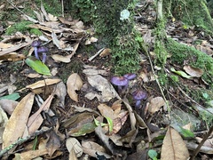 Cortinarius salor