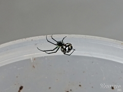 Leucauge argentina