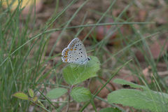 Polyommatus icarus