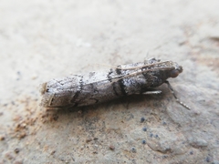 Acrobasis romanella