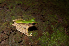 Odorrana chloronota