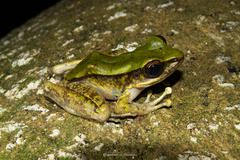 Odorrana hosii