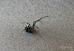 Leucauge argentina