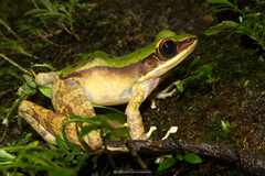 Odorrana hosii