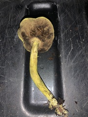 Pulveroboletus