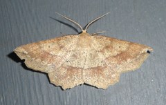 Euchlaena marginaria