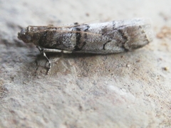 Acrobasis romanella