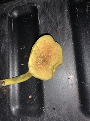 Pulveroboletus