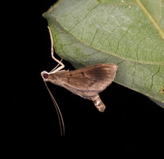 Almonia
