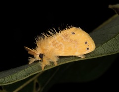 Artaxa guttata