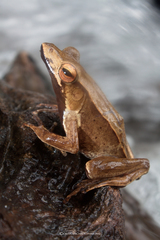 Clinotarsus penelope