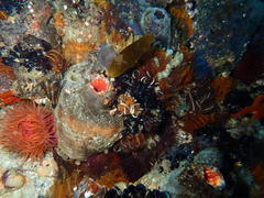 Pyura stolonifera
