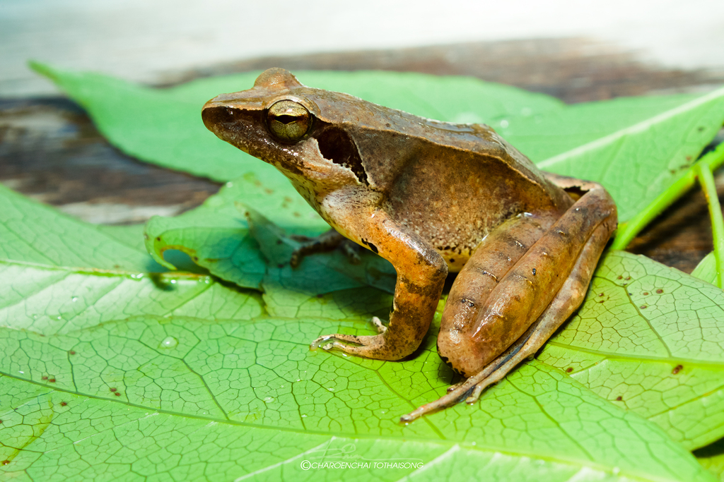 John's Frog