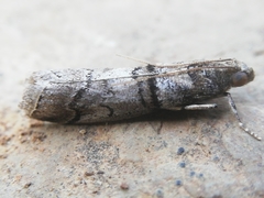 Acrobasis romanella