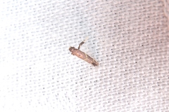 Caloptilia teucra