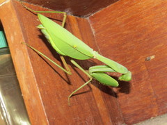 Rhombodera taprobanae