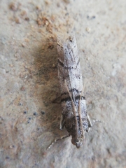 Acrobasis romanella
