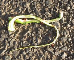 Philothamnus natalensis