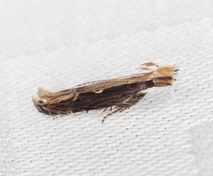 Hypatima spathota
