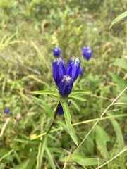 Gentiana linearis