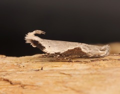 Hypatima verticosa
