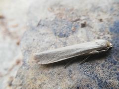 Eilema marcida