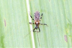Sphedanolestes