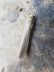 Eilema marcida