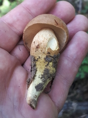 Aureoboletus moravicus