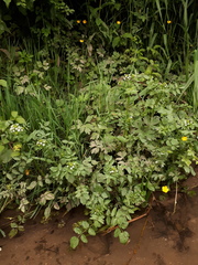 Nasturtium microphyllum