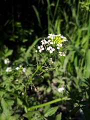 Nasturtium microphyllum