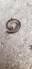 Pachyiulus flavipes
