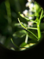 Nasturtium microphyllum