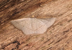 Plesiomorpha flaviceps