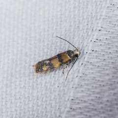 Promalactis lobatifera