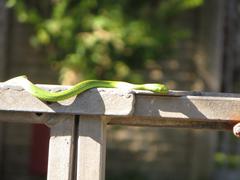 Philothamnus natalensis